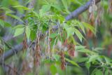 Acer negundo