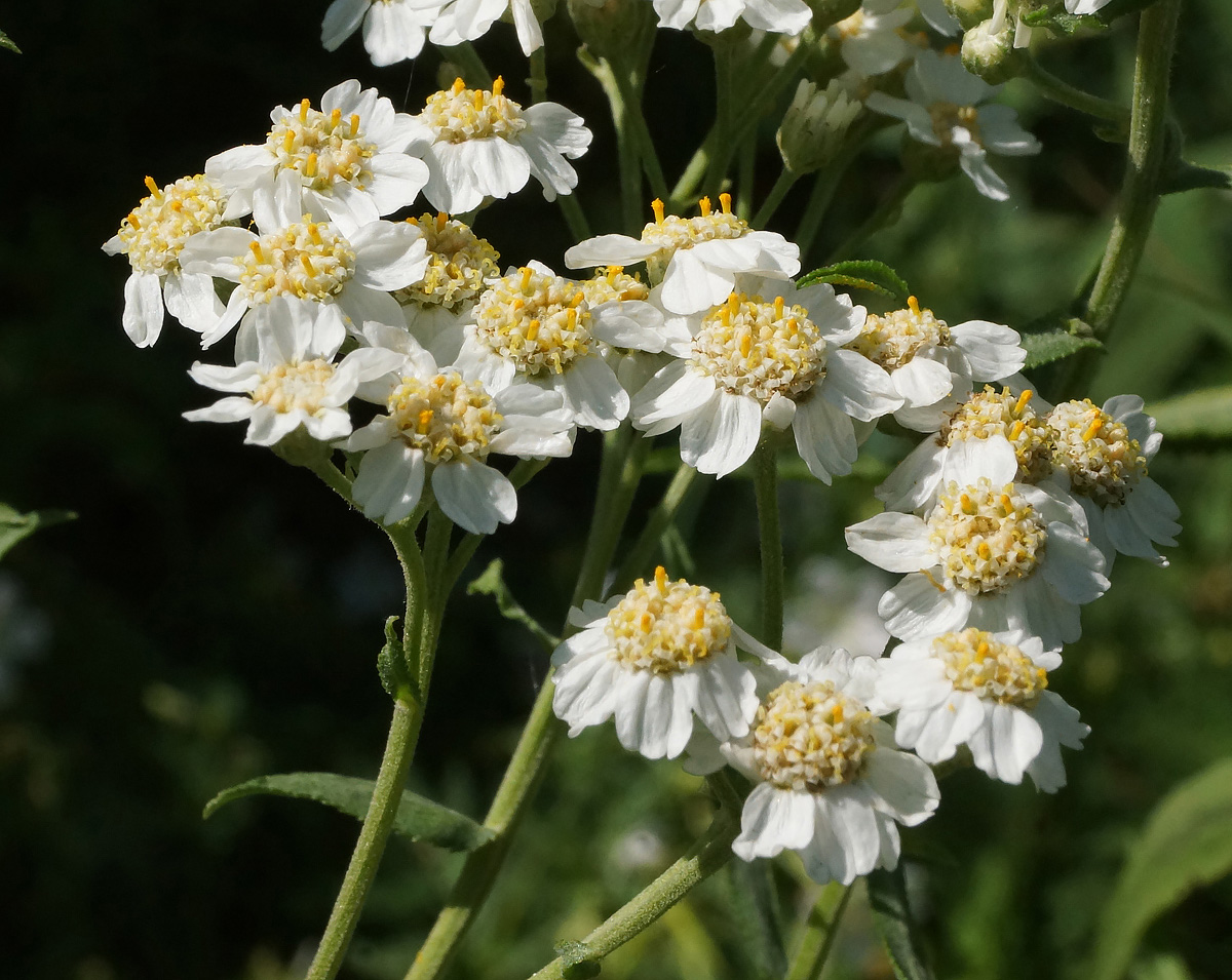 Изображение особи Achillea cartilaginea.