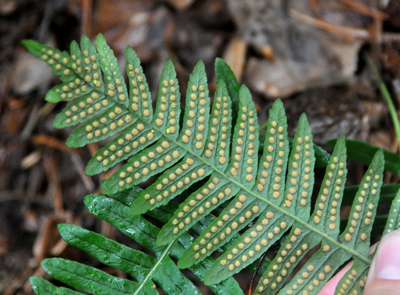 Изображение особи Polypodium kamelinii.