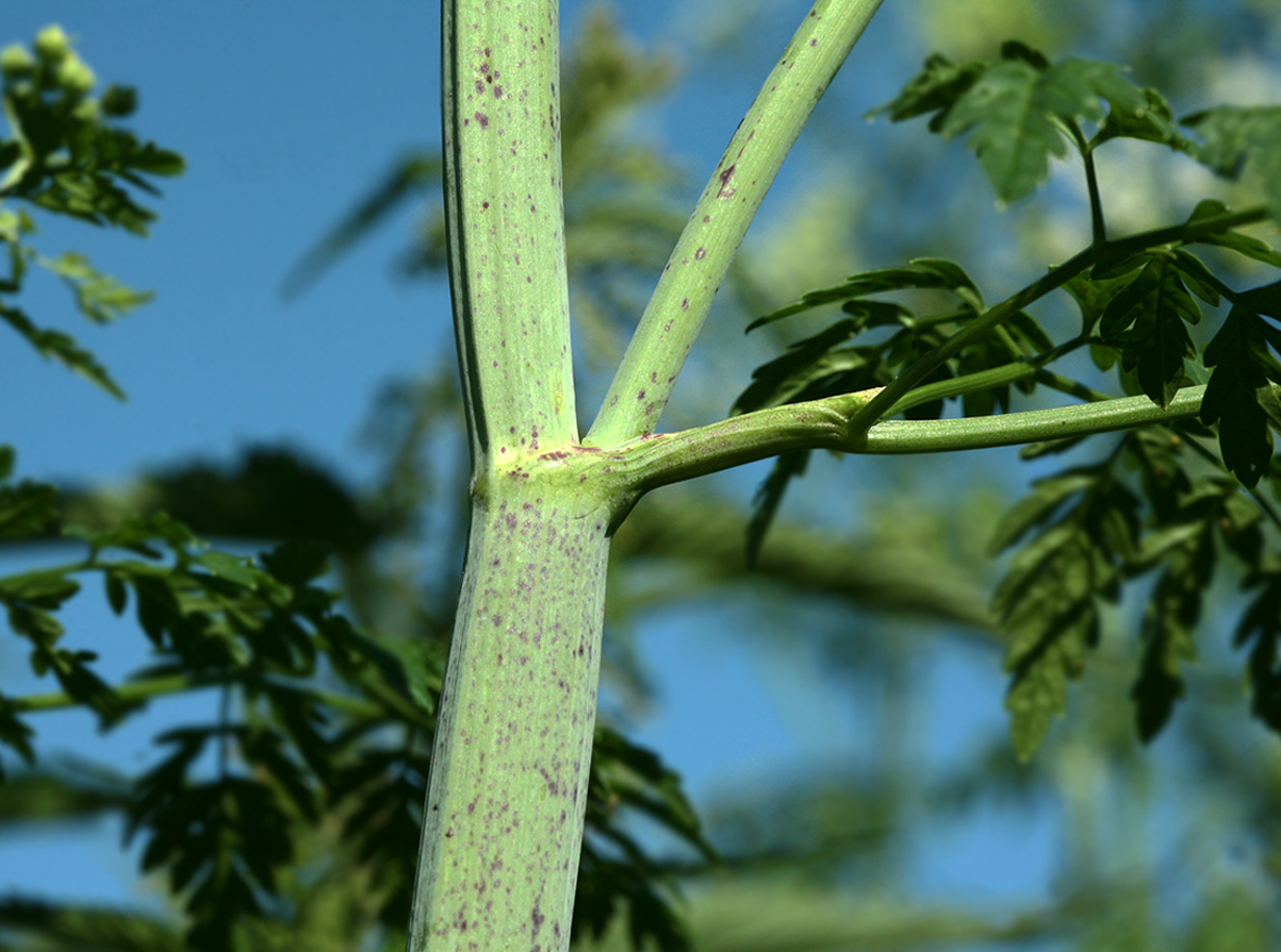 Image of Conium maculatum specimen.