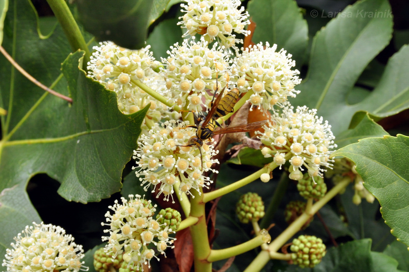 Изображение особи Fatsia japonica.