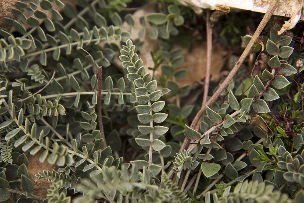 Image of Astragalus spruneri specimen.