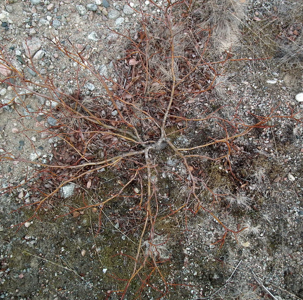 Image of genus Salix specimen.