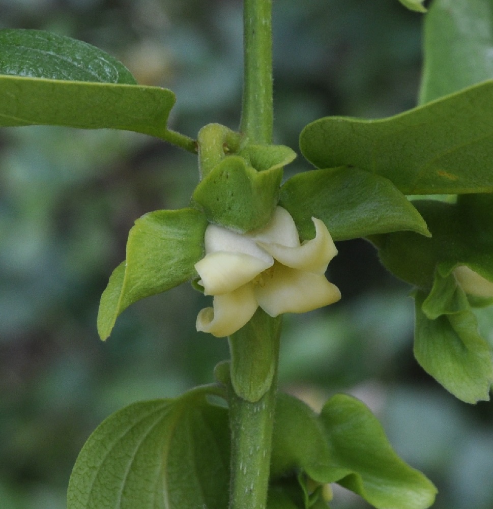 Image of Diospyros kaki specimen.