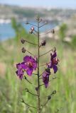 Verbascum phoeniceum. Верхушка соцветия. Крым, Инкерман, склон Севастопольской бухты. 07.05.2016.