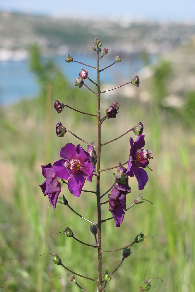 Image of Verbascum phoeniceum specimen.