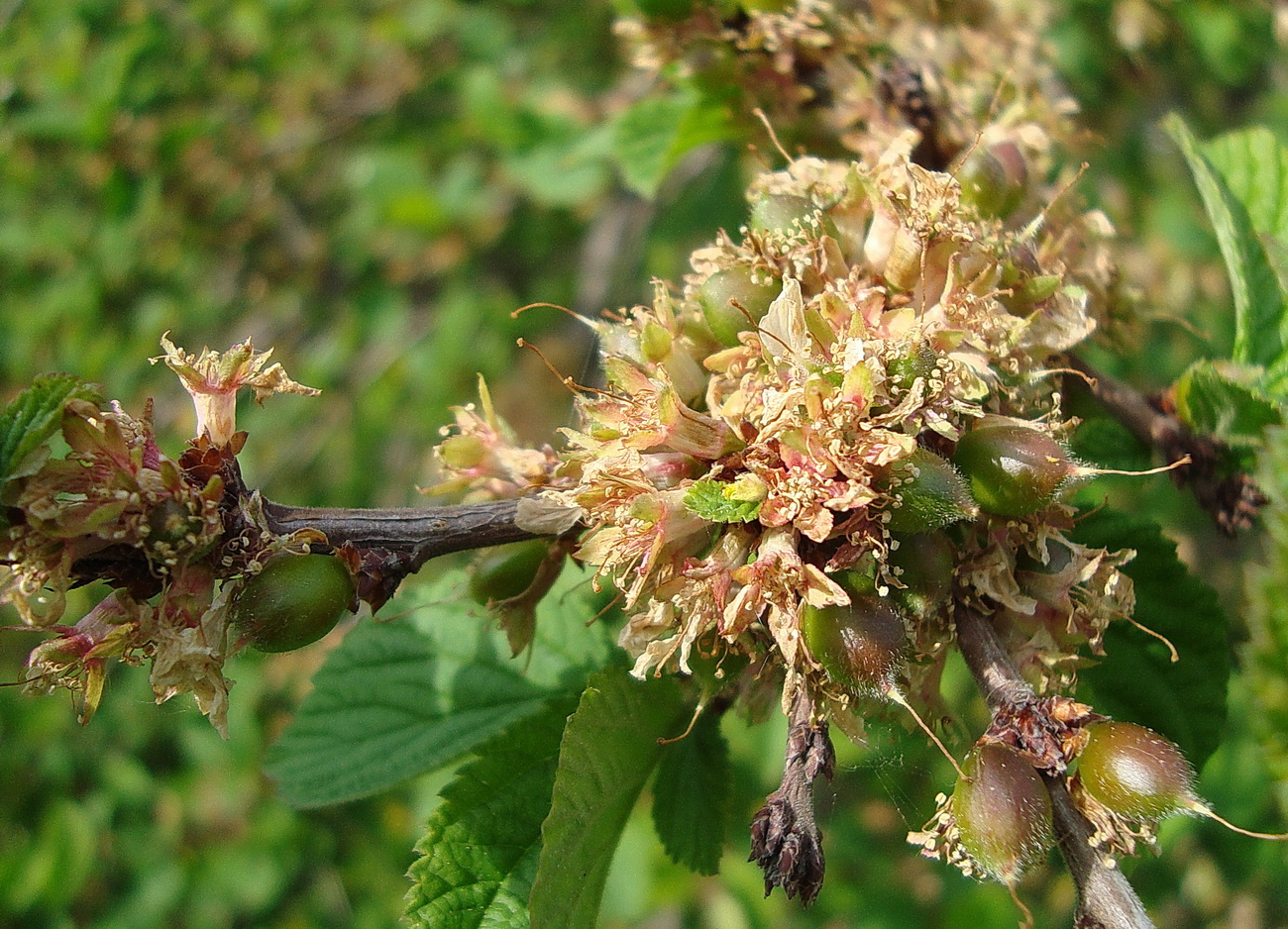 Image of Cerasus tomentosa specimen.