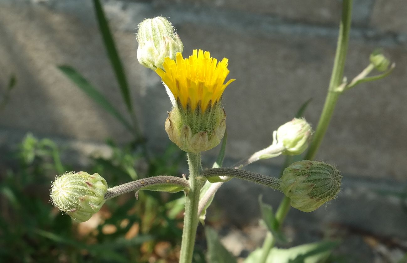 Изображение особи Crepis alpina.