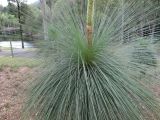 Xanthorrhoea australis