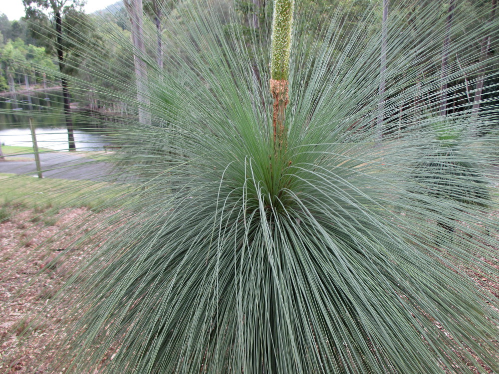 Изображение особи Xanthorrhoea australis.