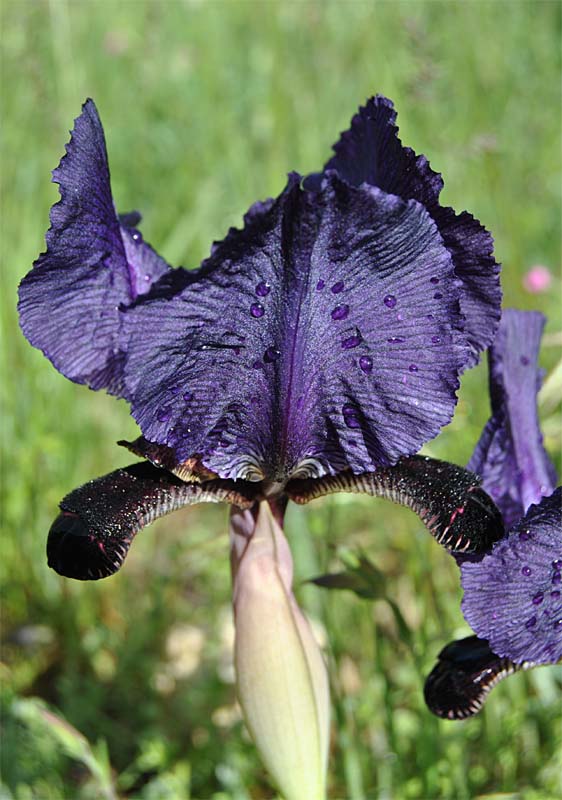 Image of Iris paradoxa specimen.