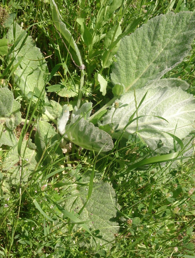 Image of Salvia aethiopis specimen.