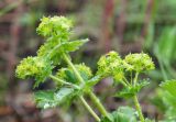 Alchemilla sarmatica