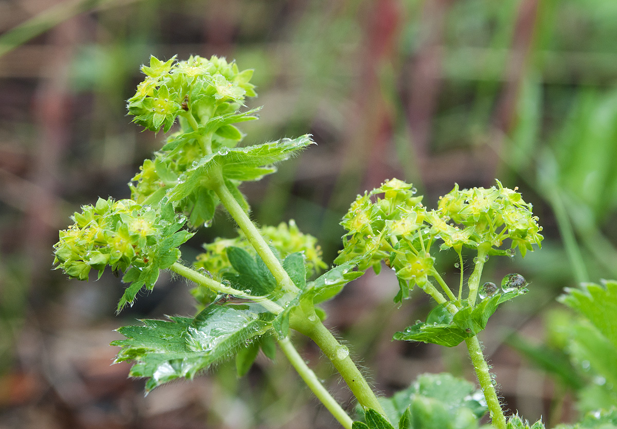 Image of Alchemilla sarmatica specimen.