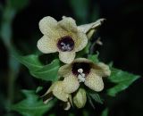Image of taxon representative. Author is Сергей Наумов