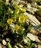 Potentilla callieri
