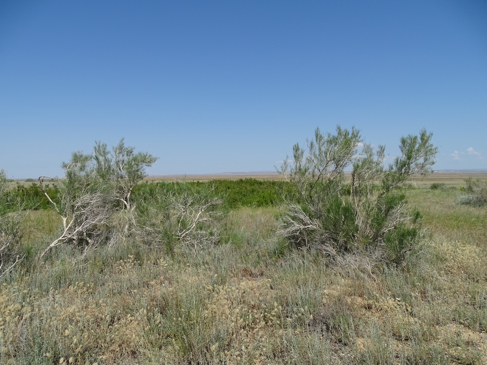 Image of Haloxylon ammodendron specimen.