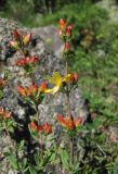 Hypericum linarioides. Соцветия. Кабардино-Балкария, Эльбрусский р-н, долина р. Ирик, ок. 2200 м н.у.м. 13.07.2016.