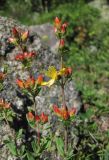 Hypericum linarioides