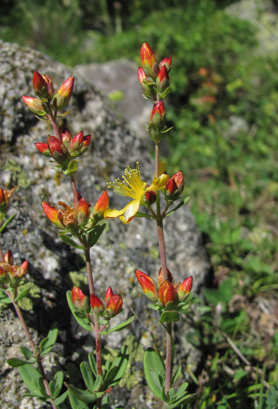 Изображение особи Hypericum linarioides.