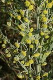 Artemisia absinthium