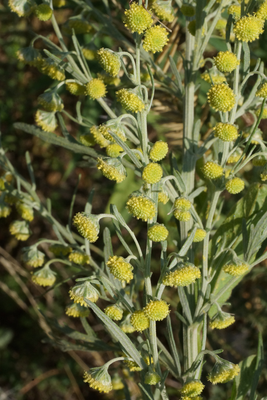 Image of Artemisia absinthium specimen.