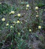 Centaurea salonitana. Верхняя часть цветущего растения. Крым, Бахчисарайский р-н, на юго-запад от с. Красный Мак, пещерный г. Эски-Кермен. 14 августа 2007 г.