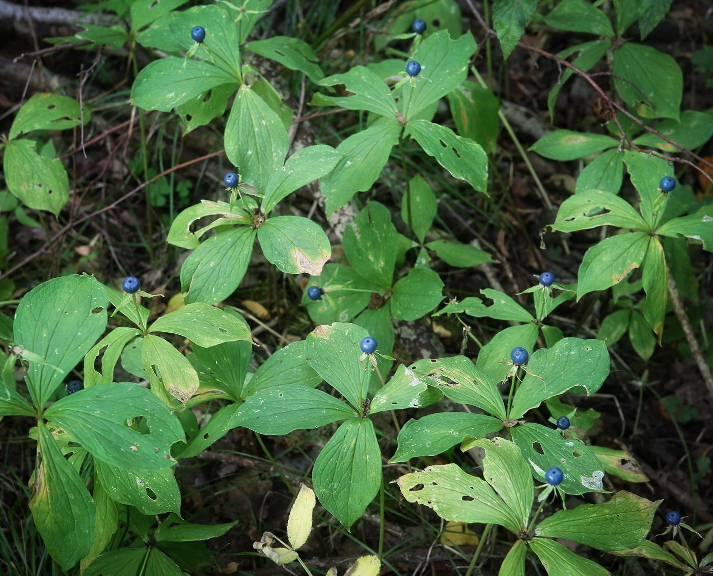 Изображение особи Paris quadrifolia.