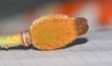 Romneya coulteri