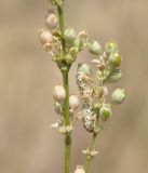 Silene exaltata