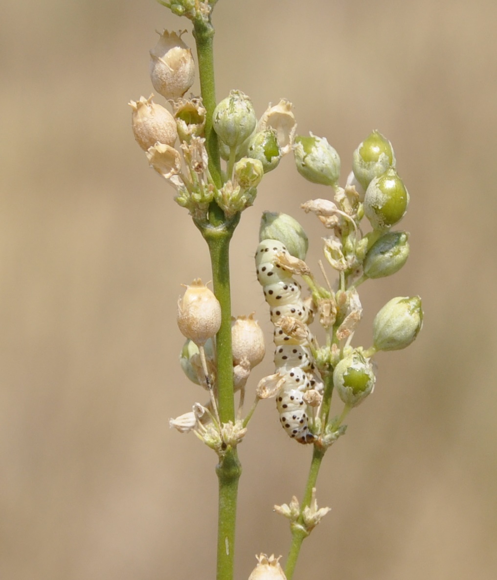 Изображение особи Silene exaltata.