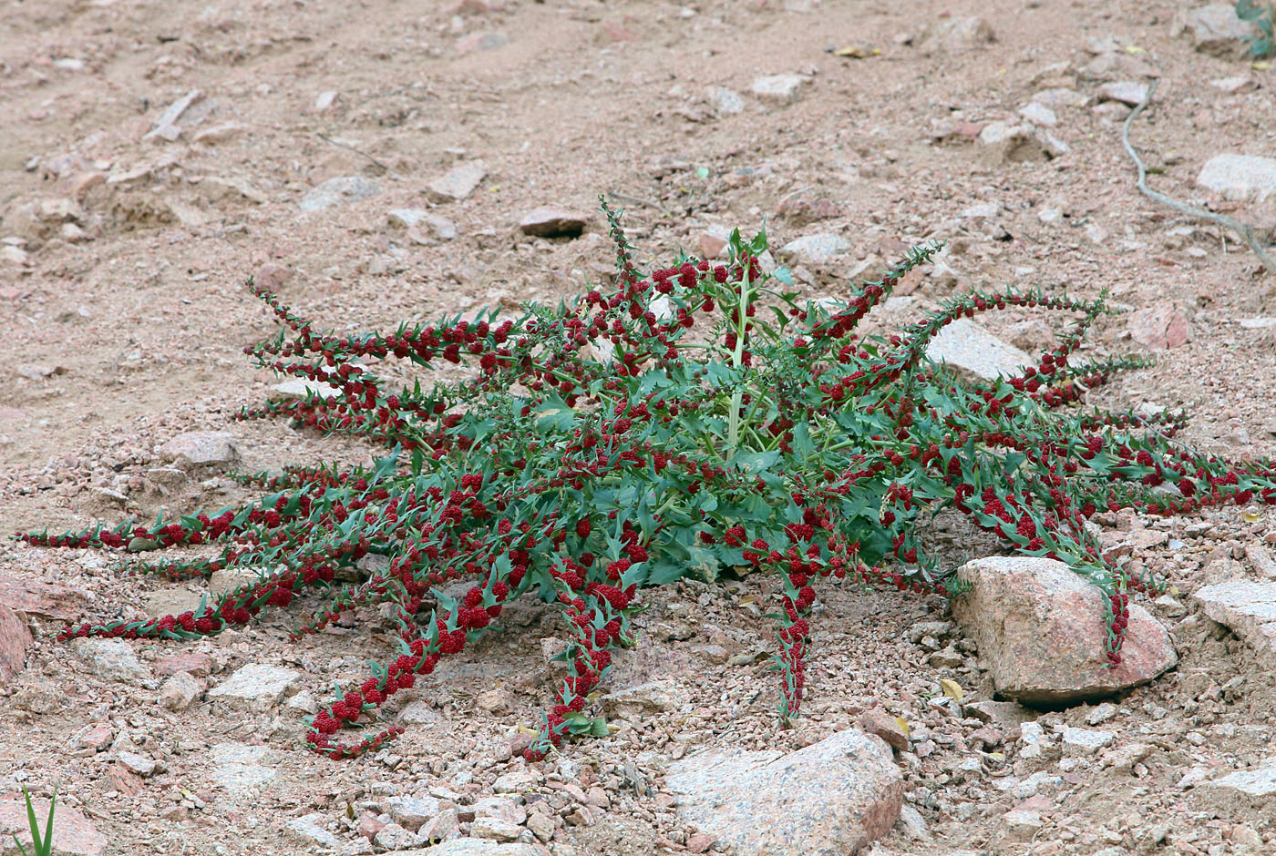Image of Blitum virgatum specimen.
