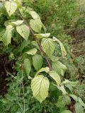 род Rubus. Часть побега. Приморье, Находкинский городской округ, окр. пос. Ливадия, разнотравный луг. 01.10.2016.