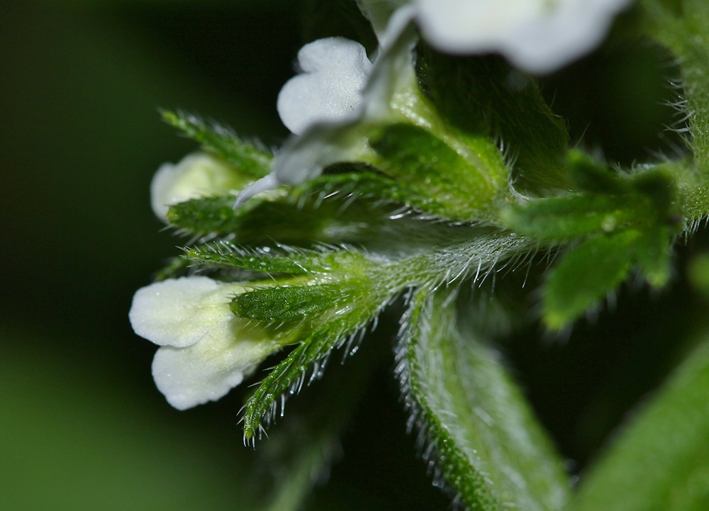 Image of Lithospermum erythrorhizon specimen.