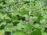 Pulmonaria obscura