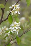 Amelanchier spicata. Веточки с соцветиями. Республика Алтай, Шебалинский р-н, с. Камлак, Горно-Алтайский ботанический сад, экспозиция. 21.05.2016.