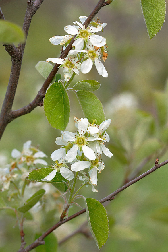 Image of Amelanchier spicata specimen.