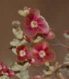 Salsola oppositifolia