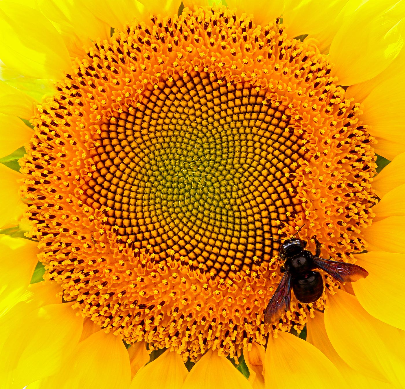 Изображение особи Helianthus annuus.