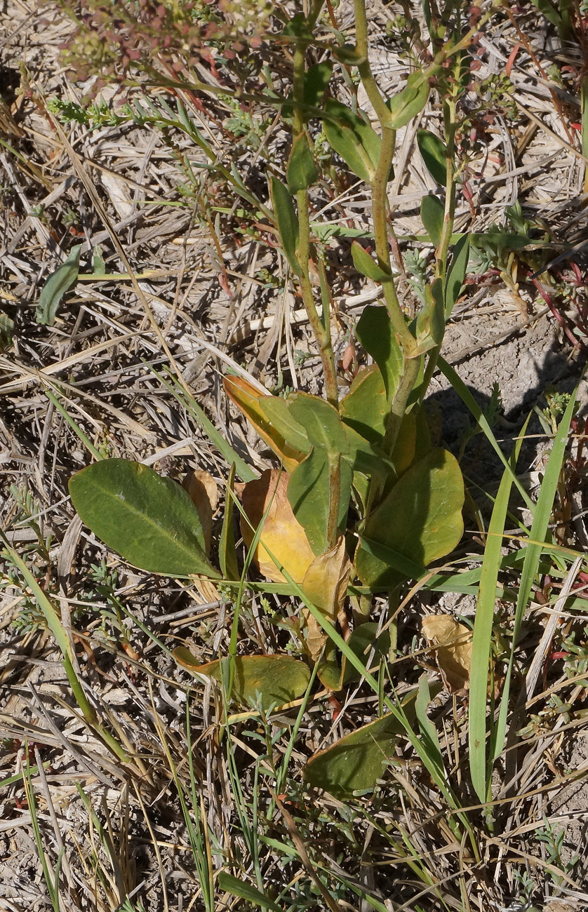 Изображение особи Lepidium cartilagineum.