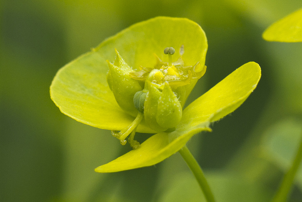 Image of Euphorbia virgata specimen.