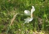 Narcissus poeticus. Цветок. Украина, г. Запорожье, о-в Хортица, южная часть острова, под деревьями. 29.04.2016.