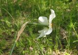 Narcissus poeticus