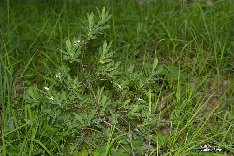 Image of Daphne taurica specimen.