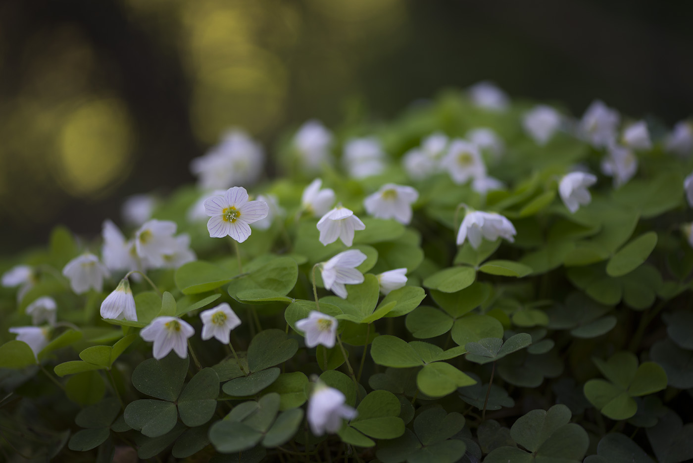 Изображение особи Oxalis acetosella.