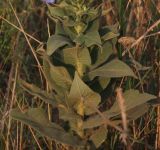 Verbascum phlomoides