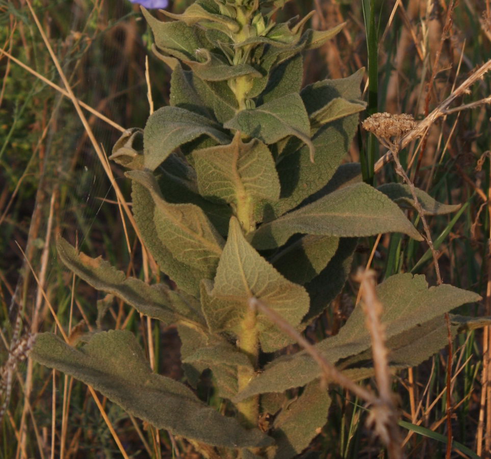 Изображение особи Verbascum phlomoides.