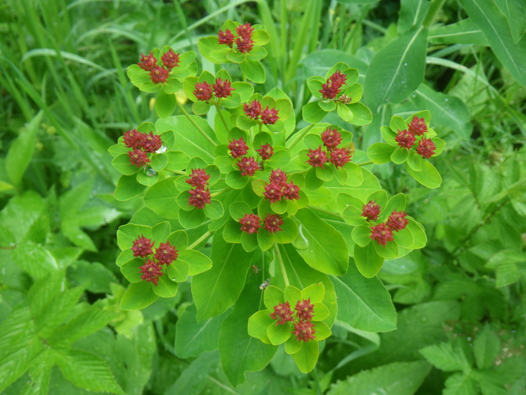 Image of Euphorbia pilosa specimen.