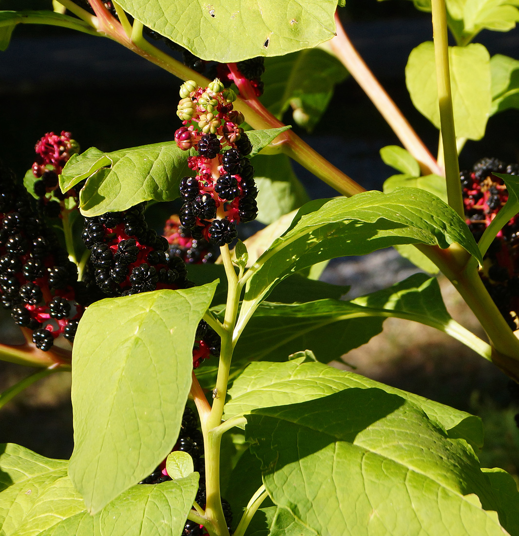 Image of Phytolacca acinosa specimen.
