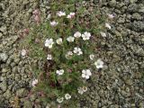 Gypsophila violacea